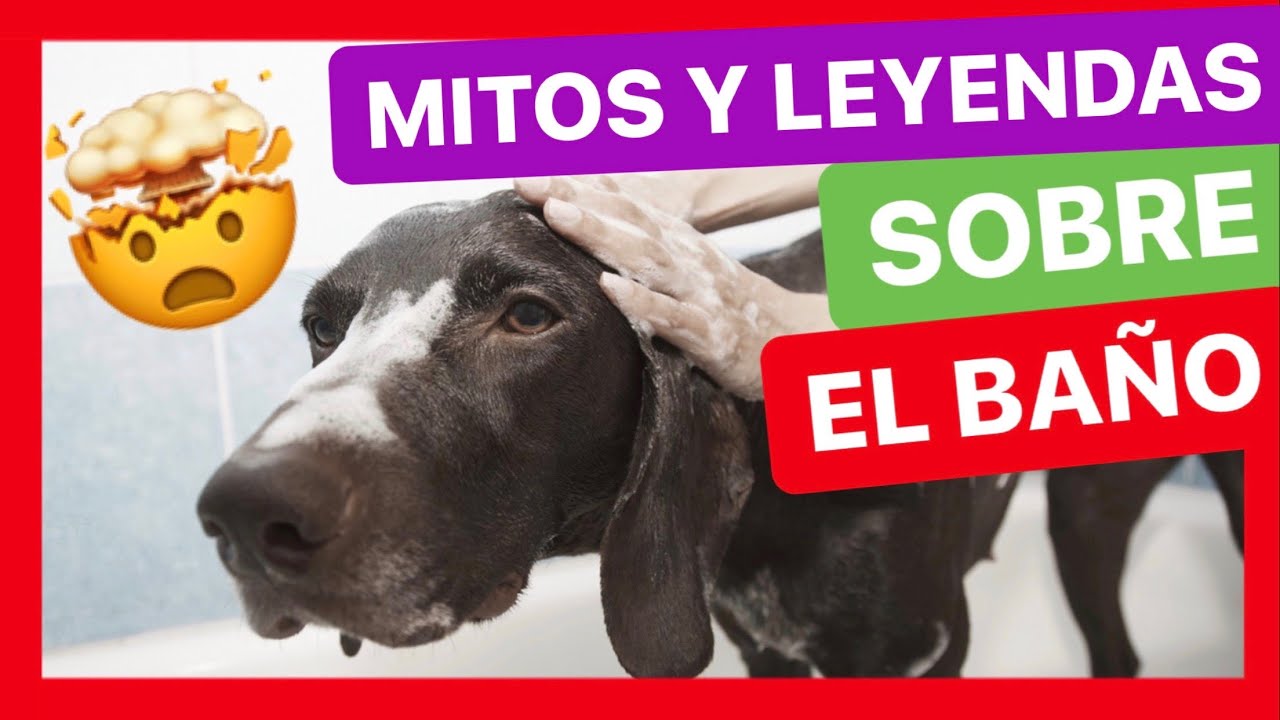 ¿CÓMO BAÑAR A MI PERRO? 💦🤔 ► DESMINTIENDO TEORÍAS ✅ [ABRE LOS OJOS] 😧