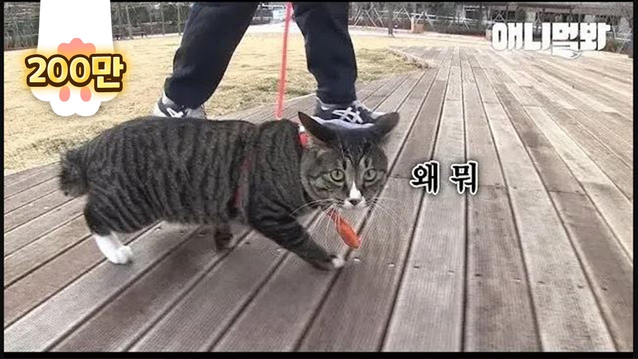 Кот ходячий маньяк разбудил дворецкого в 2 часа ночи, чтобы прогуляться