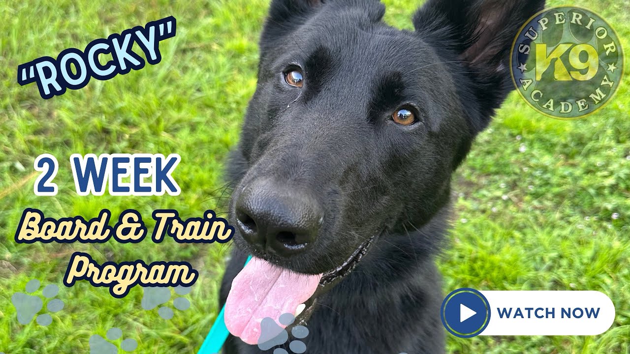 Young Resource Guarding / Reactive GSD “Rocky” | 2 Week Board & Train | Florida Dog Trainers