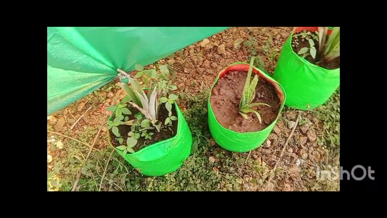 Pepar part #paper parts plants #💖💝f#😃#funny 😍pepar part plants in my home 🙂#love 