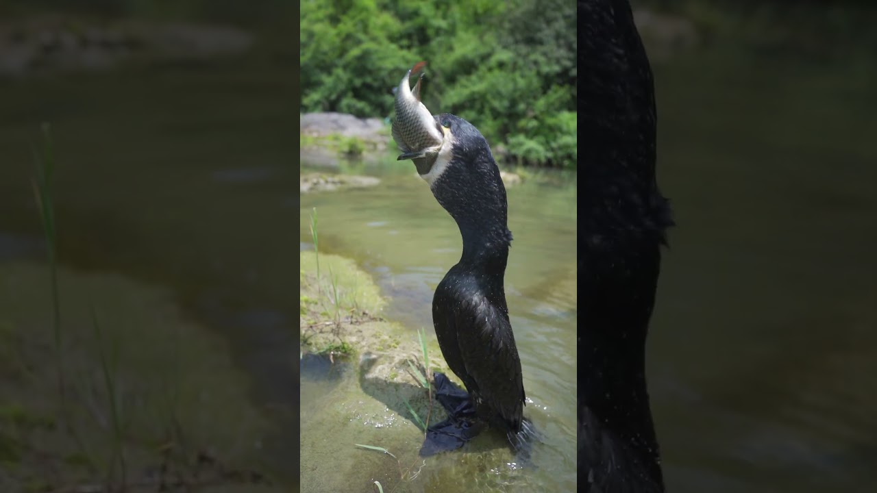 Watch this crazy bird swallow a fish bigger than its head. Cormorants are amazing hunters.