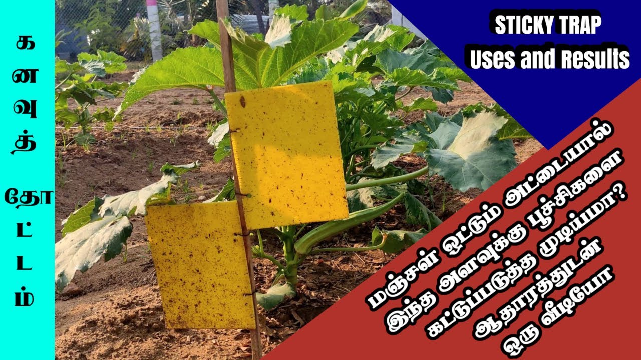 கனவுத் தோட்டம் | எட்டு வகை வெண்டையை காப்பாற்றிய ஒட்டும் அட்டை | Yellow Sticky Trap Uses and Results
