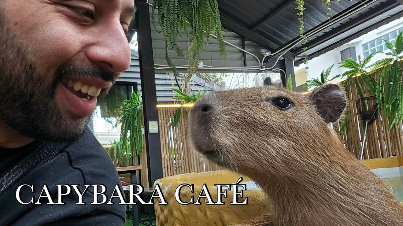 Capybara Café in Bangkok | THAILAND