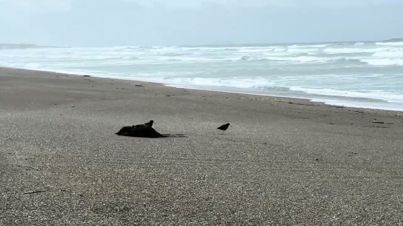 E120: 🇳🇿Te Araroa Trail - Colac Bay Tavern to Riverton Holiday Park(2949-2961km)