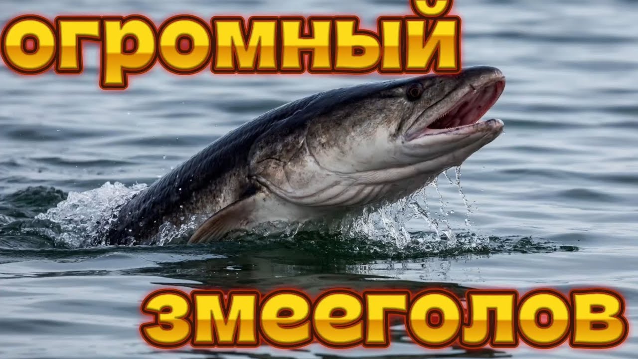 Огромный змееголов против сома! | feed and grow fish (fish grow) 