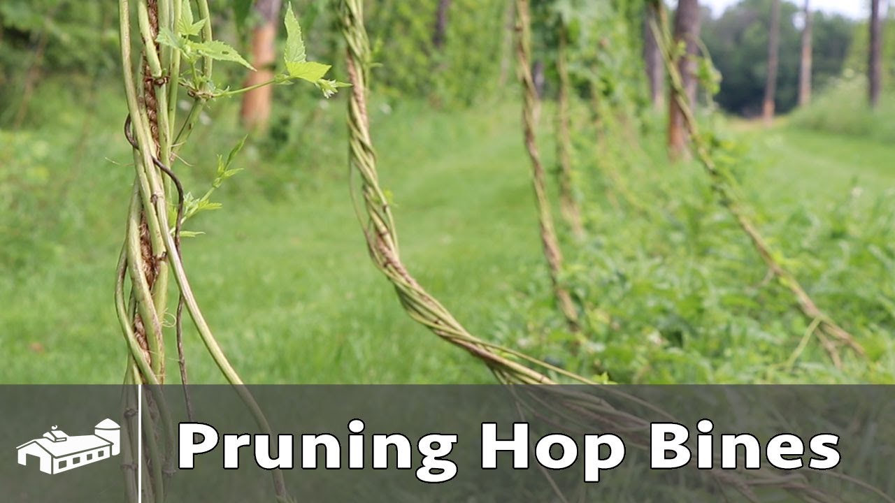 Pruning Hop Bines for Fungus Resistance - Hop Week S2:E3