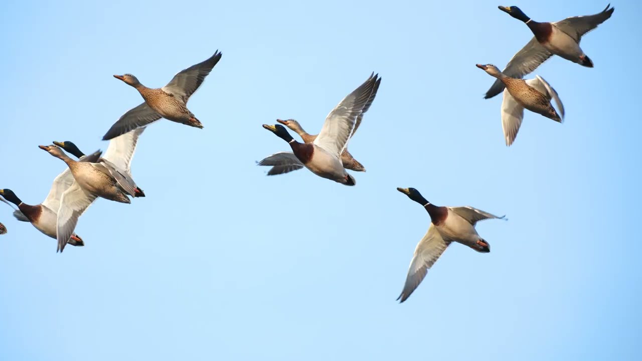 かわじまハクチョウ　現場の他鳥　1月後半分