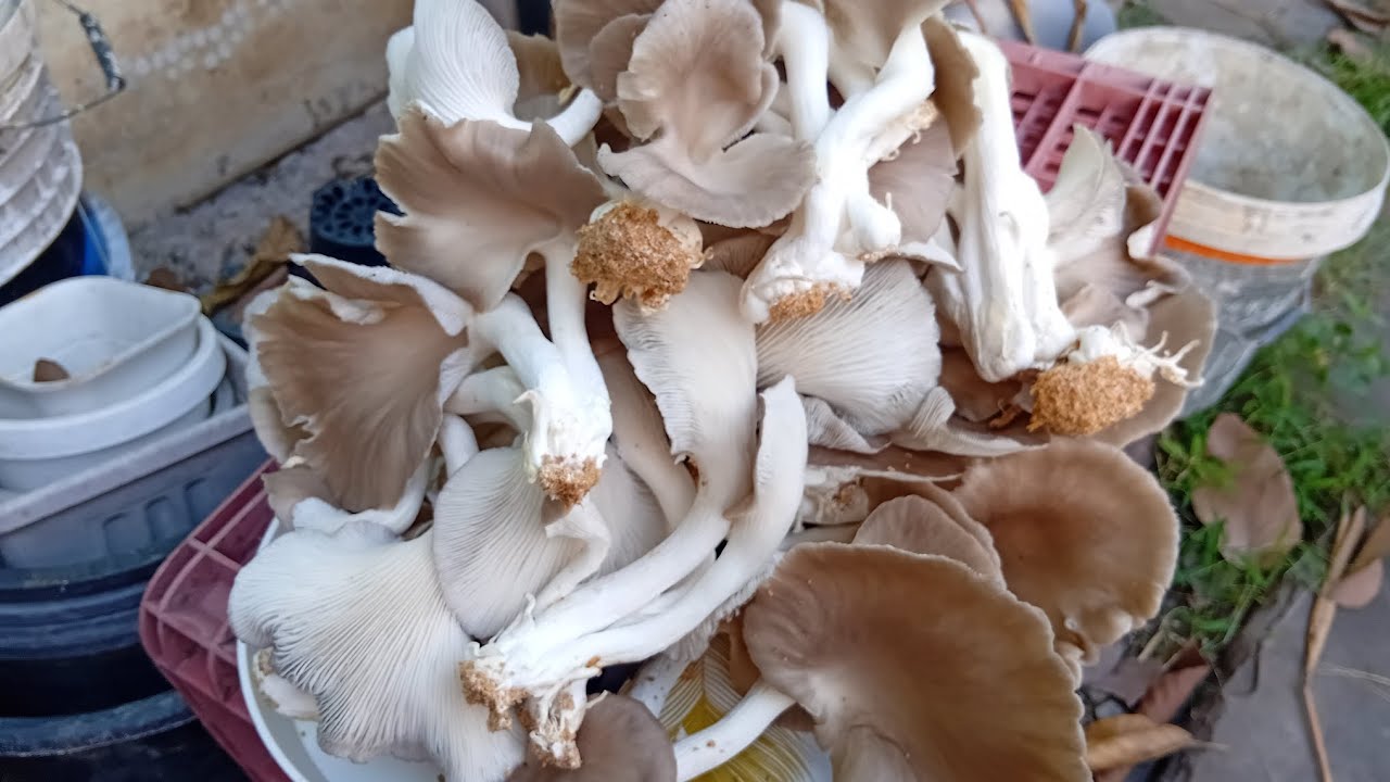 มีพื้นที่น้อยก็สามารถมีเห็ดไว้เก็บกินได้🍄🍄🍄