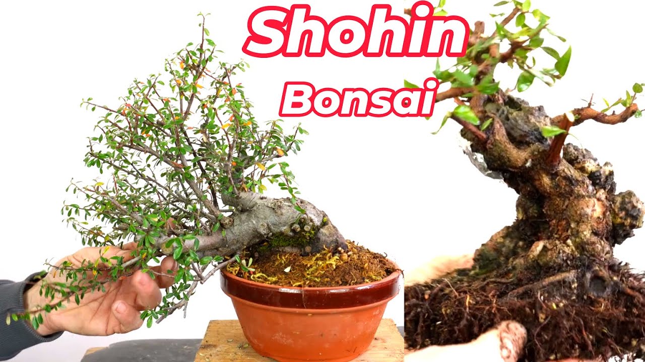 The absolute first step in bonsai should be repotting