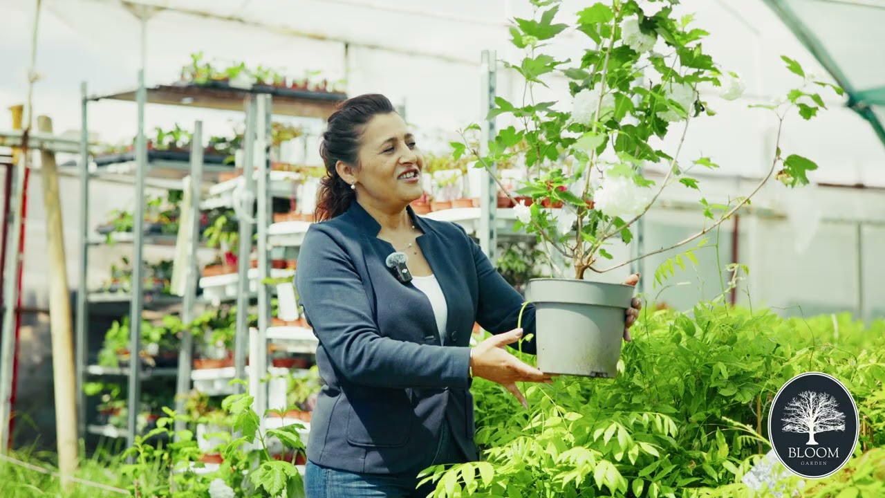 De ce merită să plantezi Viburnum (Călin) &icirc;n grădină | Bloom Garden