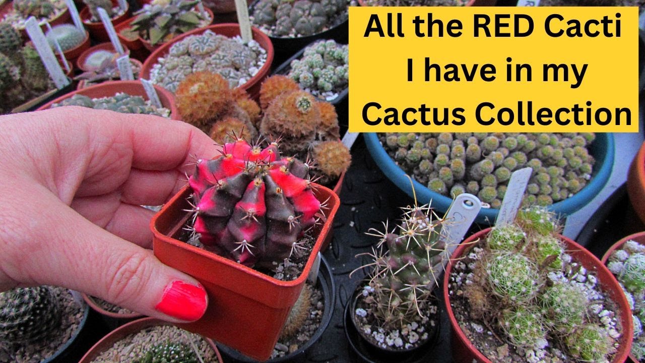 All the RED Cacti I have in my Cactus Collection | Cactus Collection #cacti #cactus