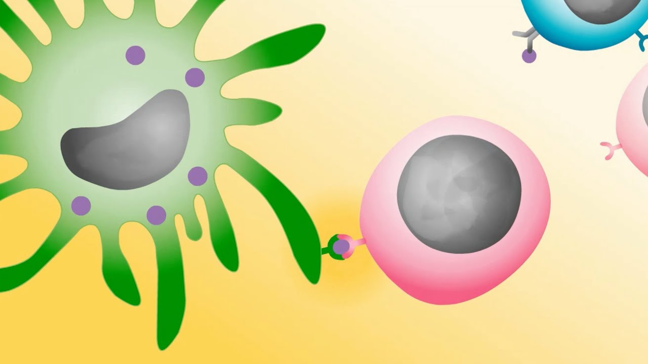 Animation: Developing immunological memory