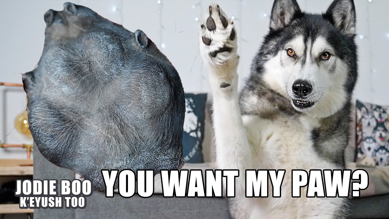 Attempting to CAST My Husky’s PAW in RESIN! He Argues!
