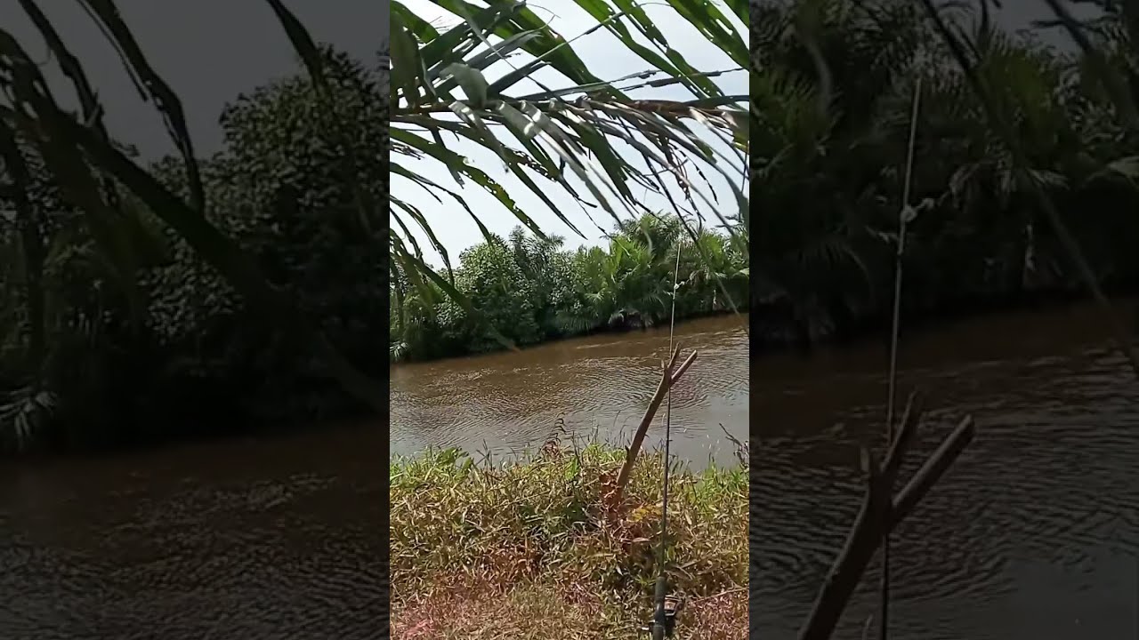 Mancing liar1. sedang live sekarang!