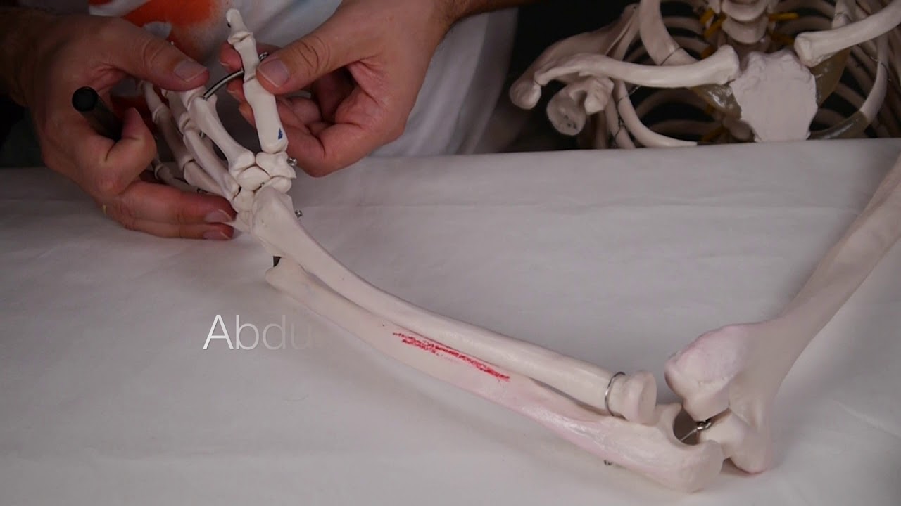 MÚSCULO ABDUCTOR LARGO DEL PULGAR