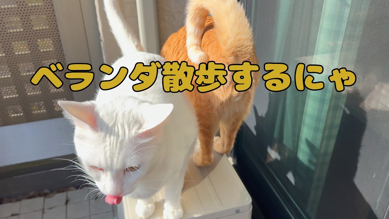 【保護猫】🐈ベランダ散歩は楽しいにゃ🐈の巻【にゃんこ日和】【rescued cat】