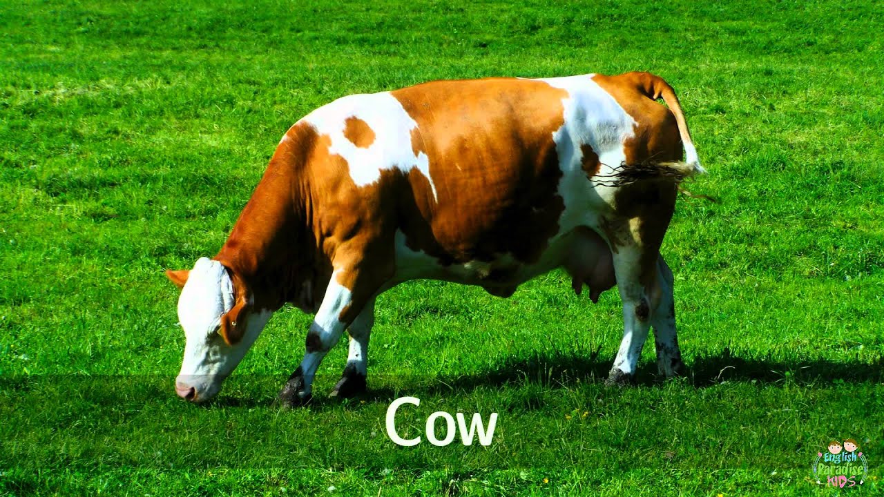 The farm animals in English for children