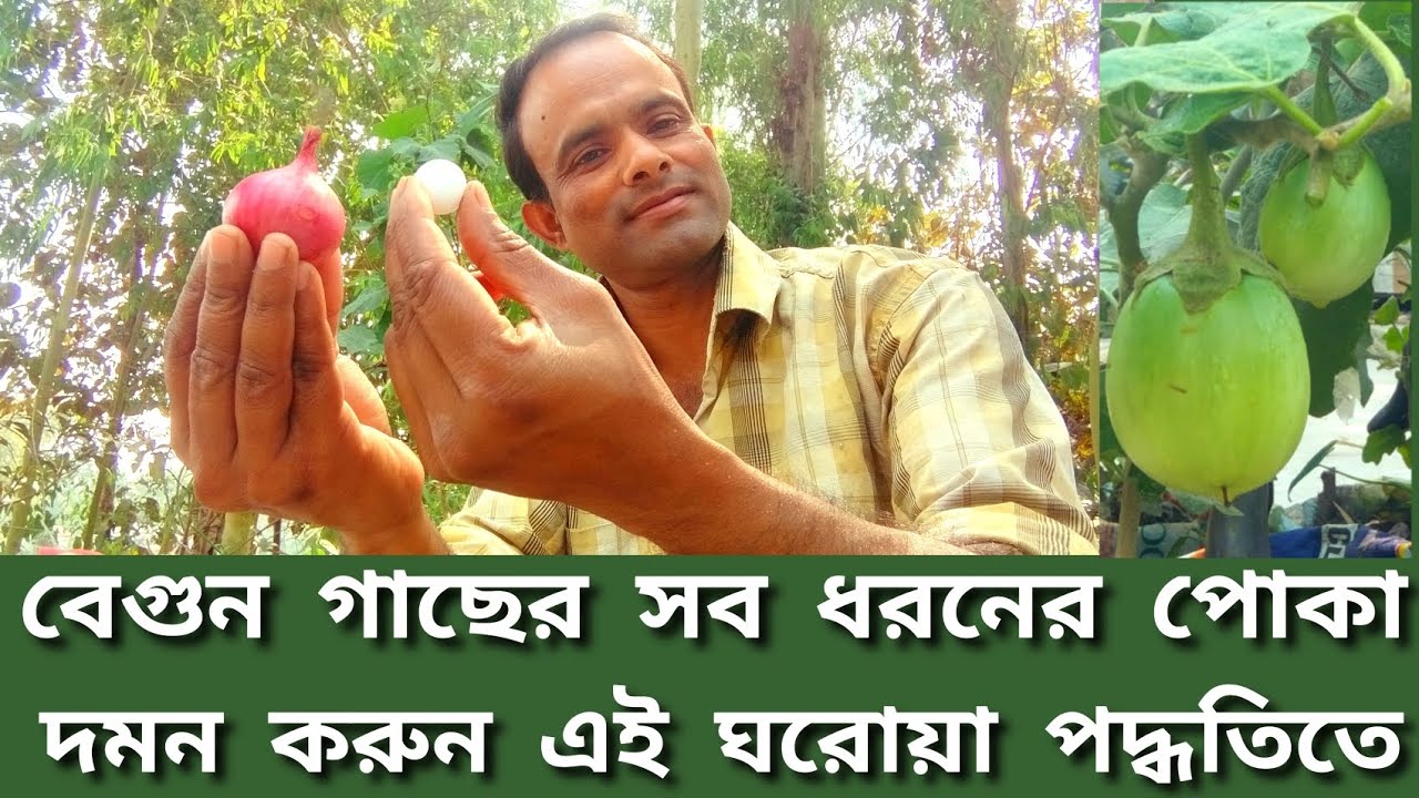 বেগুন গাছের ডগা ছিদ্রকারী ও সব ধরনের পোকা দমন করার ঘরোয়া পদ্ধতি । Homemade prestiside!