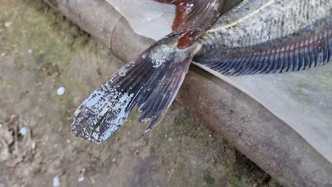 বাজারে এসেছে অল্প মাছ।