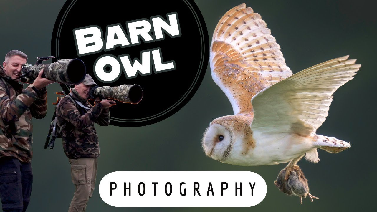 Barn Owl Photography