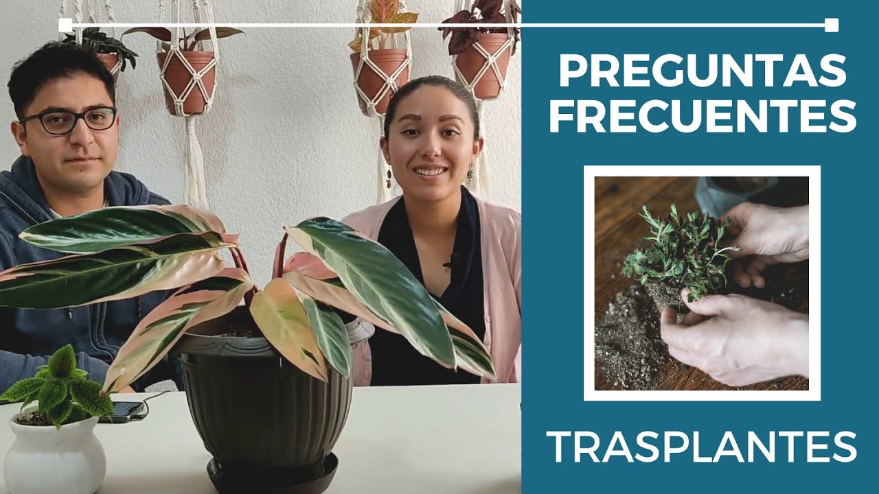 PREGUNTAS FRECUENTES | TRASPLANTES 🌱🤗