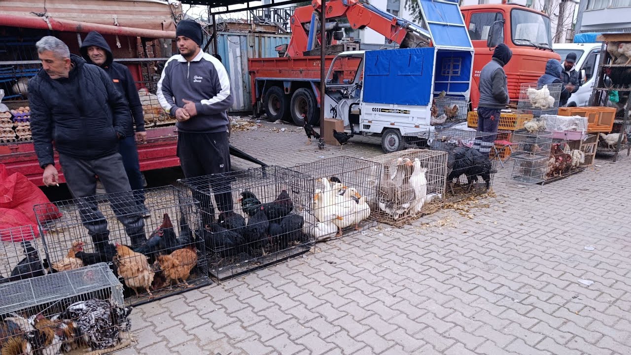 #izmir #tavuk #pazarı #hindi #horoz #wyandotte #lohman #ördek #bıldırcın #yeni #bölüm 
