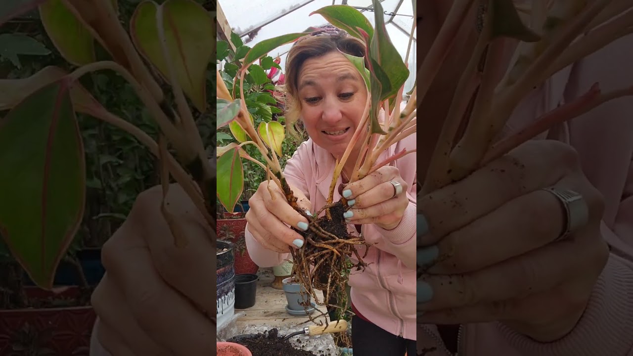EASILY Propagate the Chinese Evergreen Red Siam #gardeningtips #shorts