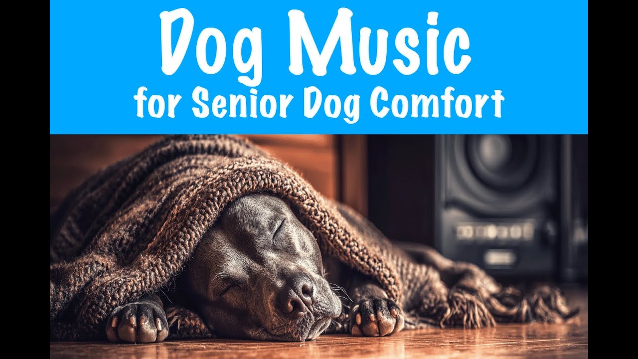 Soothing Music For Anxious Senior Dogs
