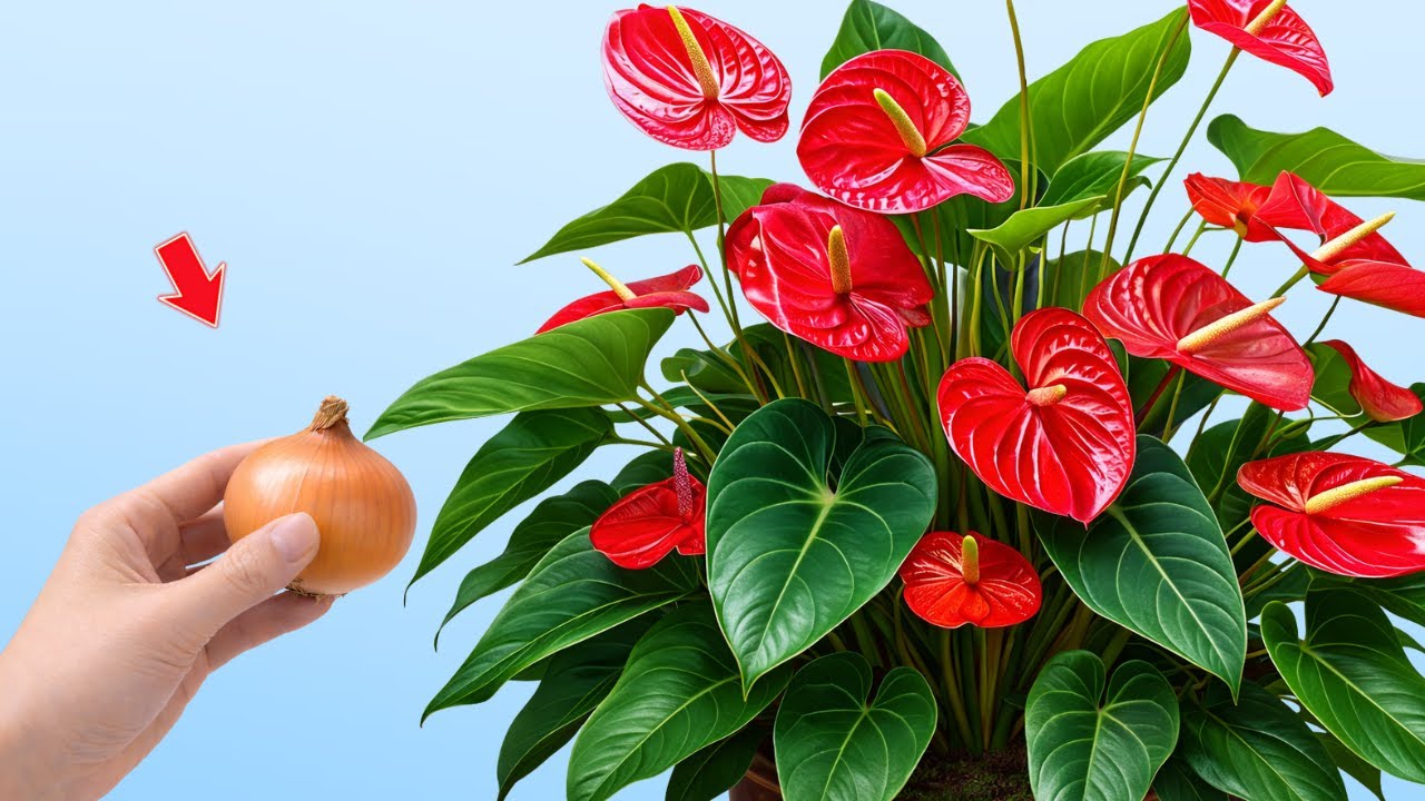 Just Place One Slice Under the Base – Anthurium Grows Strong Roots All Year