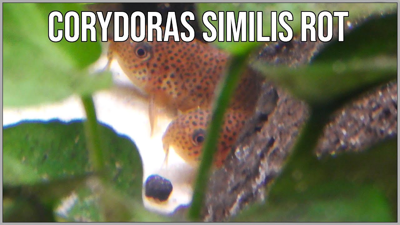 Corydoras similis rot (red) - bardzo rzadkie kiryski z Brazylii, stanu Rondonia, rzeki Rio Jamari.