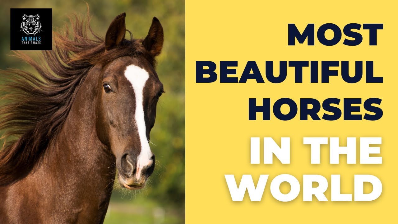 Most Beautiful Horses in the World