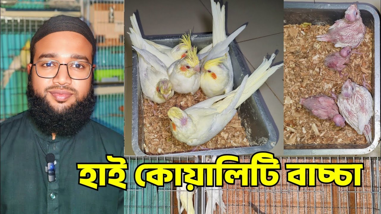 ককাটেল পাখির দাম | YELLOW RINGNECK PARROT