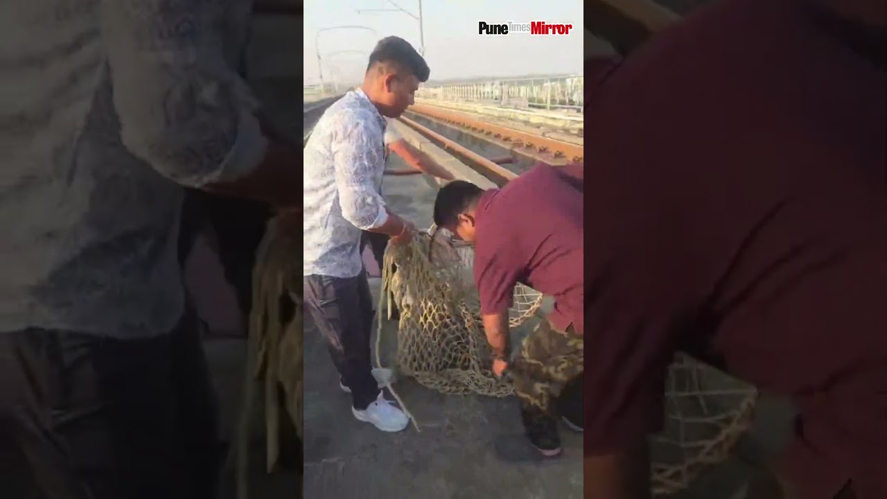 Major Accident Averted  Wildlife Team Saves Porcupine Trapped on Nagpur Metro Rail