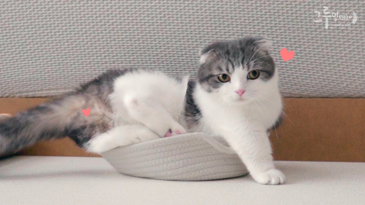 고양이가 바구니를 사랑하면 생기는 일