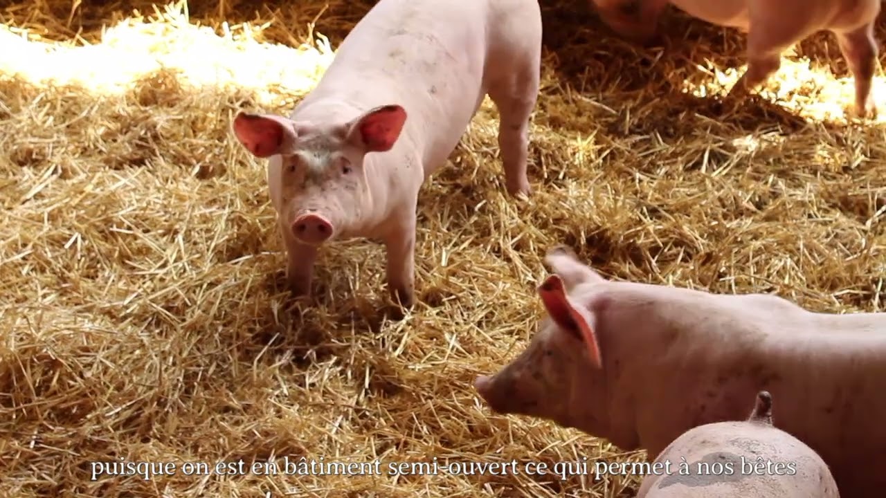 Ferme d'élevage de porcs charcutiers sur paille - Les 4 Terres