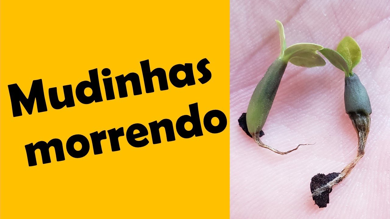 Suas mudinhas estão morrendo? Rosa do Deserto