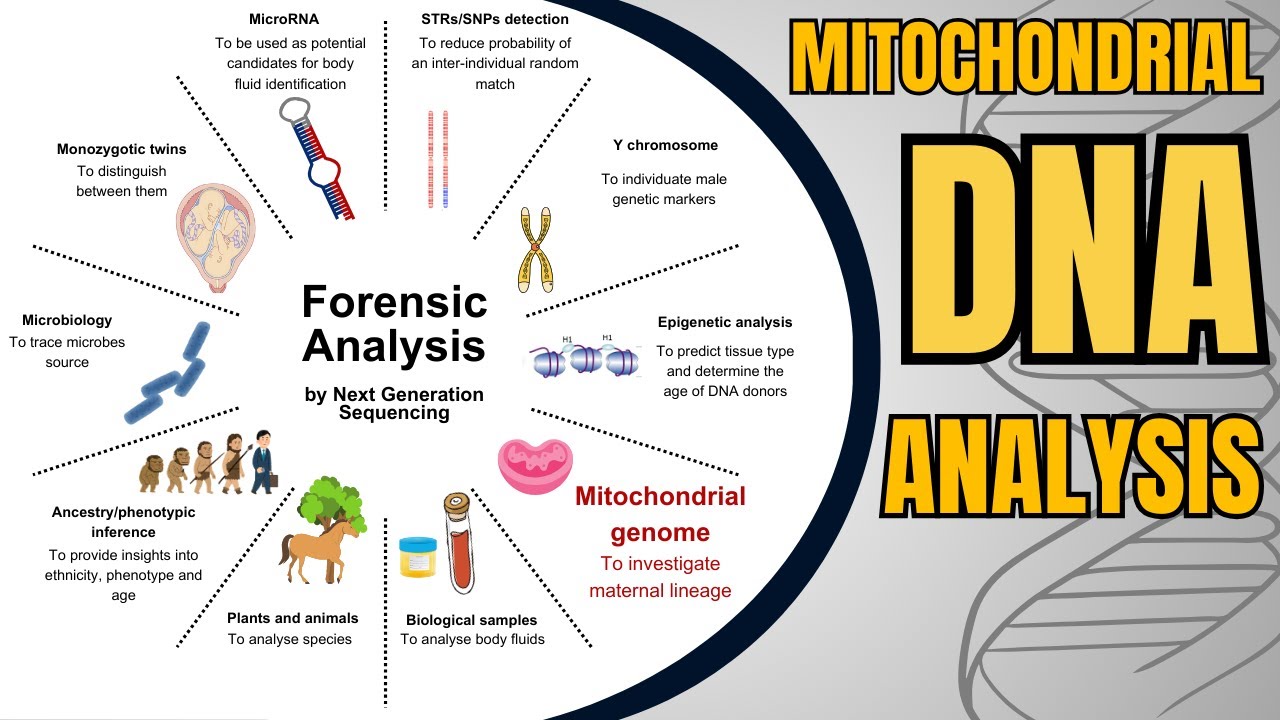 Mitochondrial DNA Analysis: Unlocking Genetic Secrets | Maternal DNA & Forensic Testing