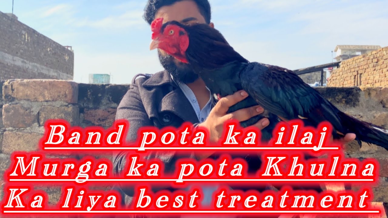 Band pota ka ilaj iss treatment say pota foran khul jay ga our jaldi murga set hoga 