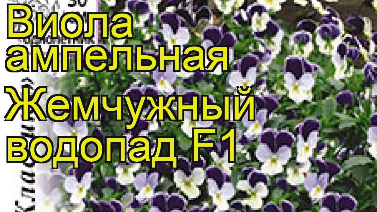 Виола ампельная Жемчужный водопад. Краткий обзор, описание характеристик viola hybrida