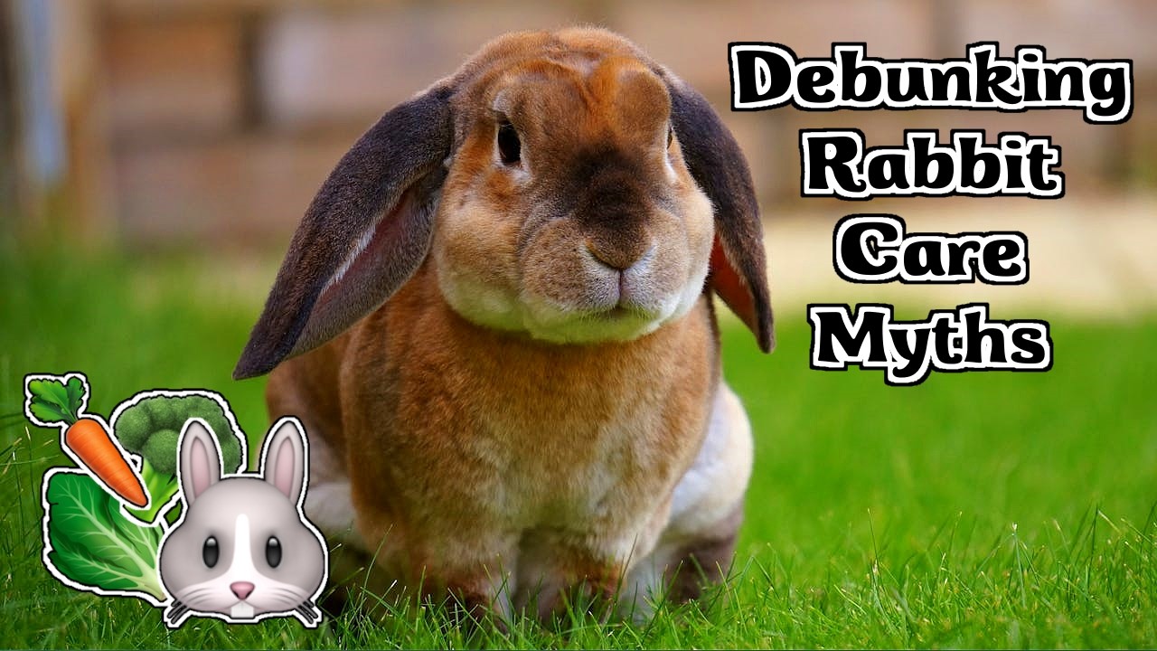🐇🐰 5 Common Rabbit Care Myths Debunked: What Every Rabbit Owner Needs to Know! 🐰🐇