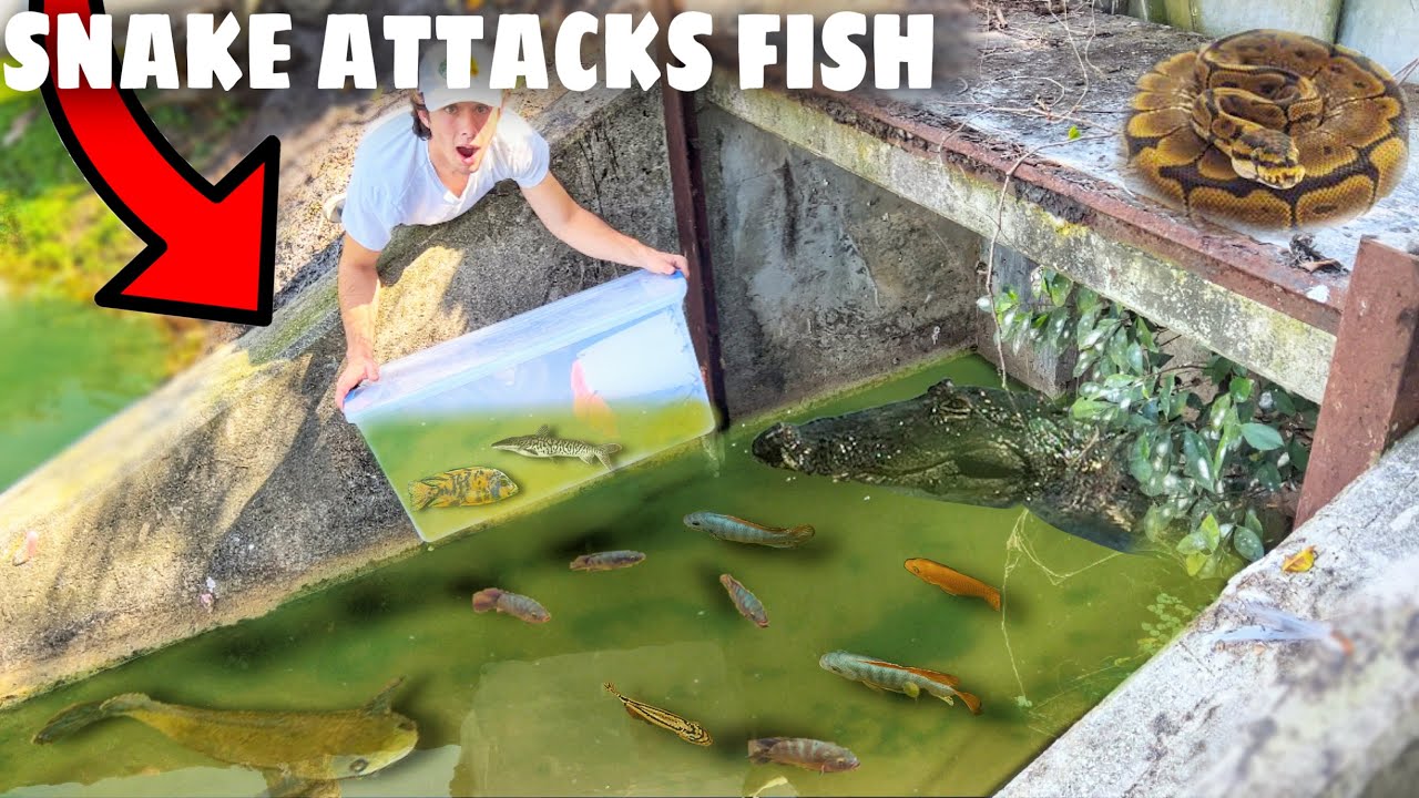 DEADLY Snake ATTACKS my FISH