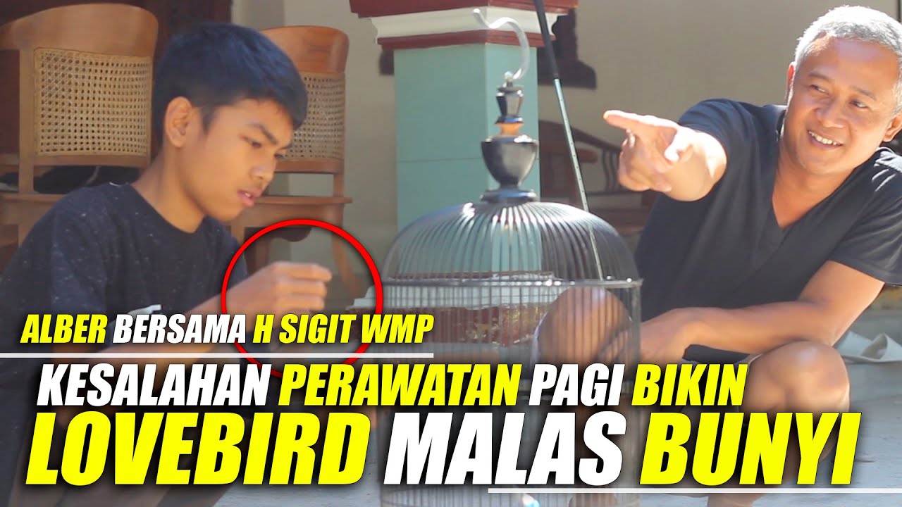 KESALAHAN Perawatan pagi bikin Lovebird MALAS BUNYI | ALBER belajar bersama H. Sigit WMP