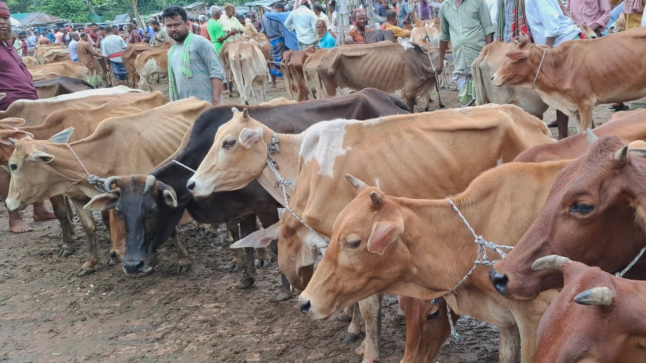 আজ ২৪/১/২৬ | সবচেয়ে শুকনো হাড্ডিসার গাভীর দাম জানুন | কাহারোল হাট থেকে 