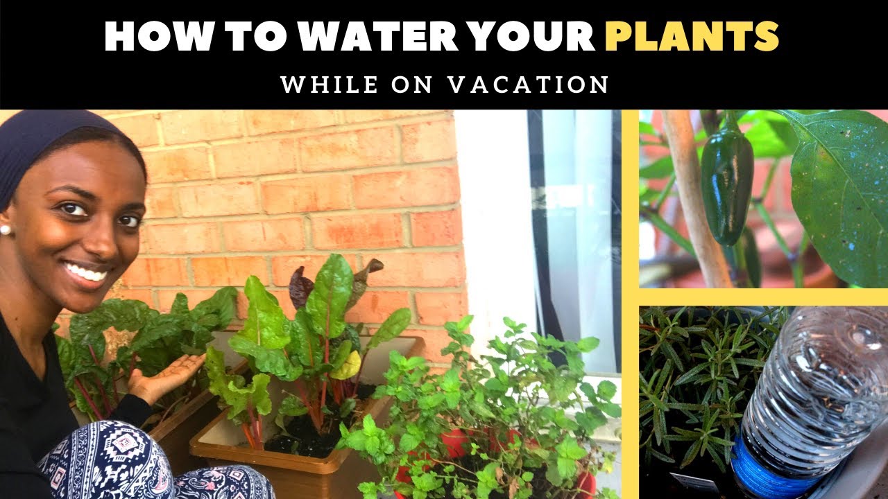 How to water plants while on vacation (EASY step-by-step w/ results)