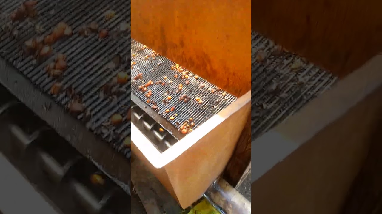 Egrapeuse de noix de palme