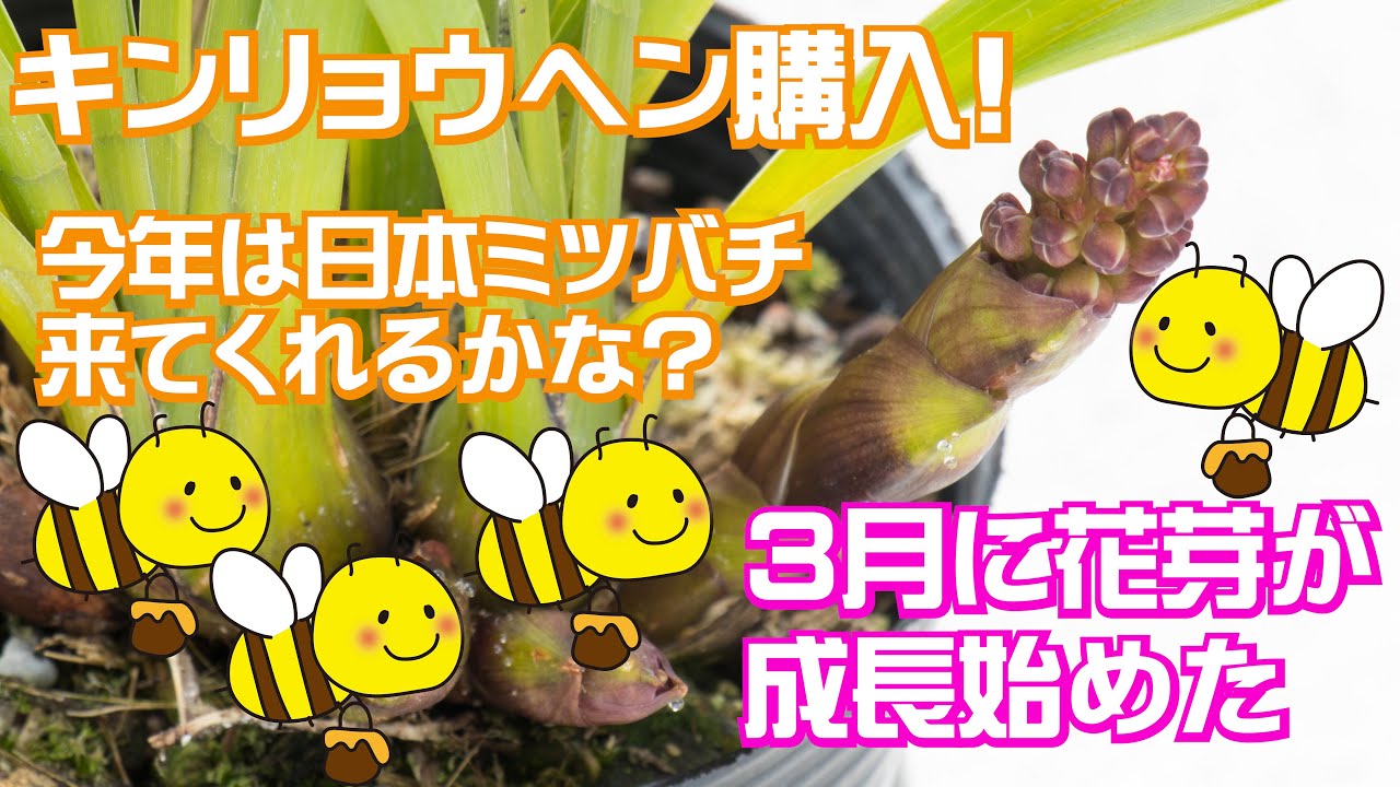🐝日本ミツバチ🐝呼ぶ🌸キンリョウヘン🌸生産販売店へ直接購入へ行く🚙