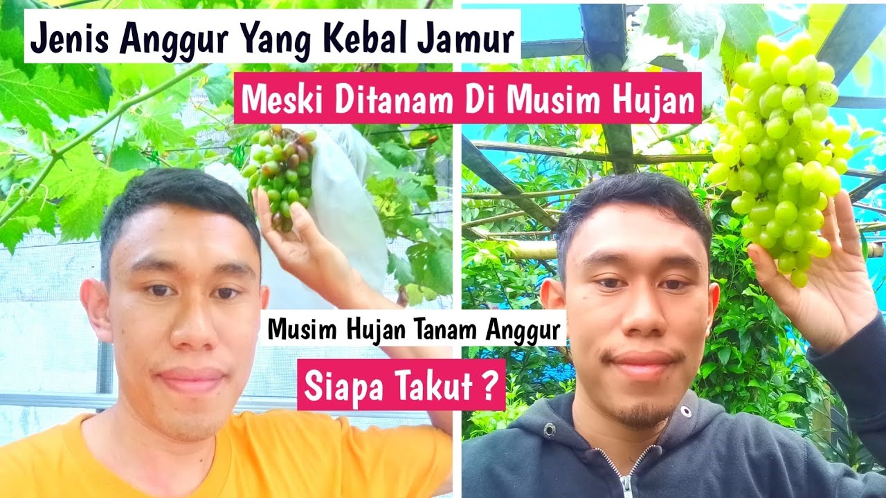 Jenis Anggur Yang Tahan Jamur Walaupun Ditanam Musim Hujan