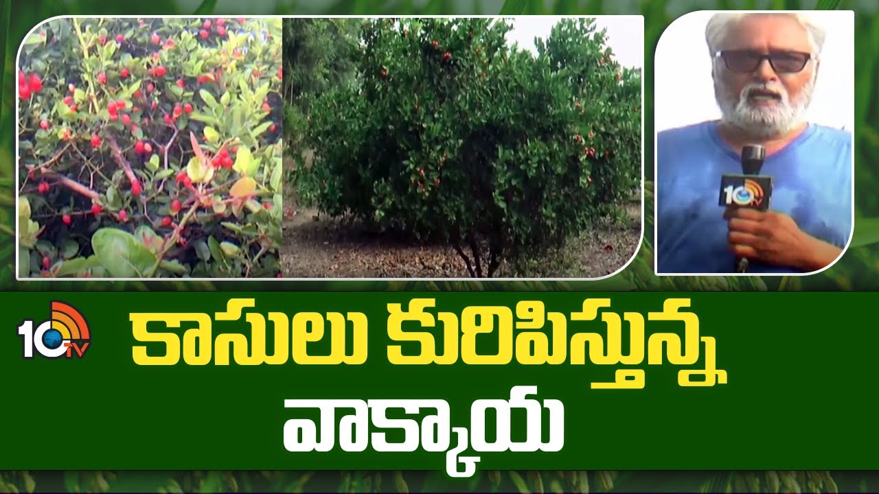Profits in Karonda Cultivation | కాసులు కురిపిస్తున్న వాక్కాయ | Matti Manishi | 10TV News