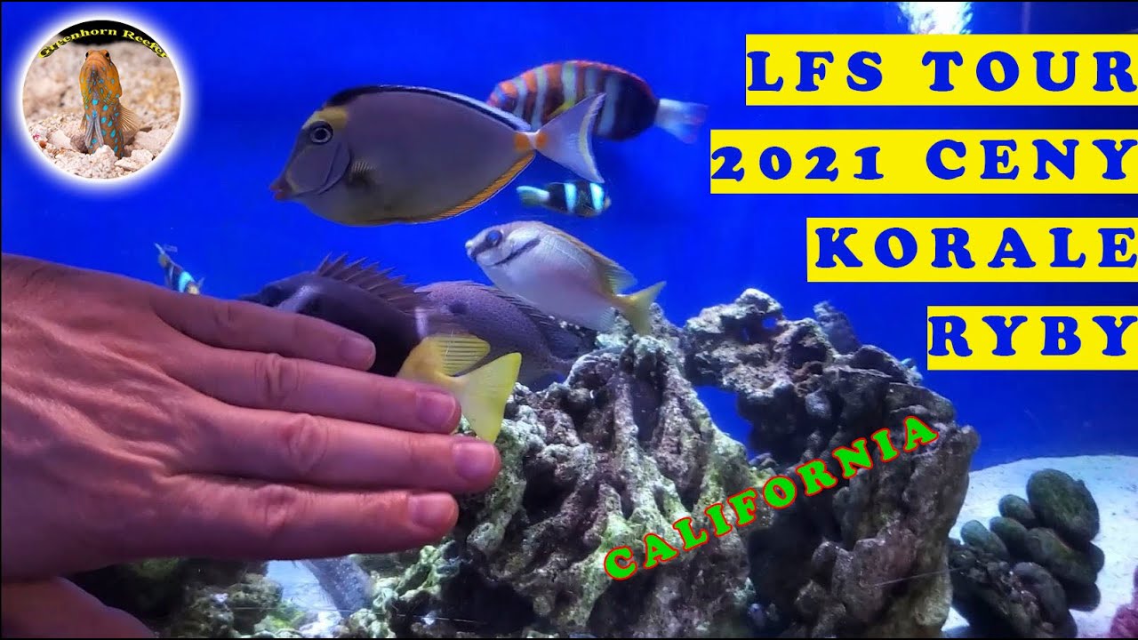 Local Fish Store Tour! |2021| Co ciekawego mają i jak wygląda sklep w Kalifornii | Greenhorn Reefer