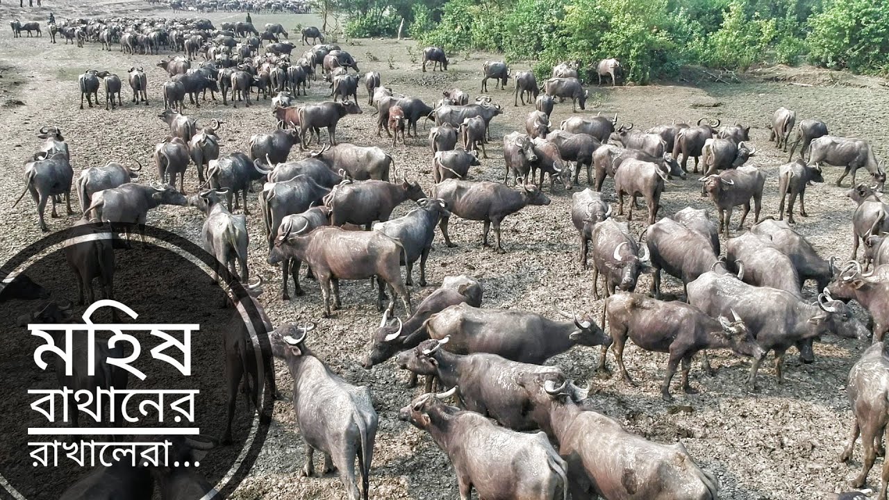 মহিষ বাথানের রাখালেরা | The Shephereds | মেঘনা মোহনার ইতিকথা ৪ | Bhashan Char | Mohsin ul Hakim
